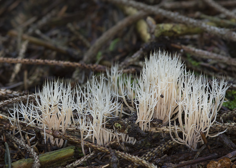 Pterula multifida